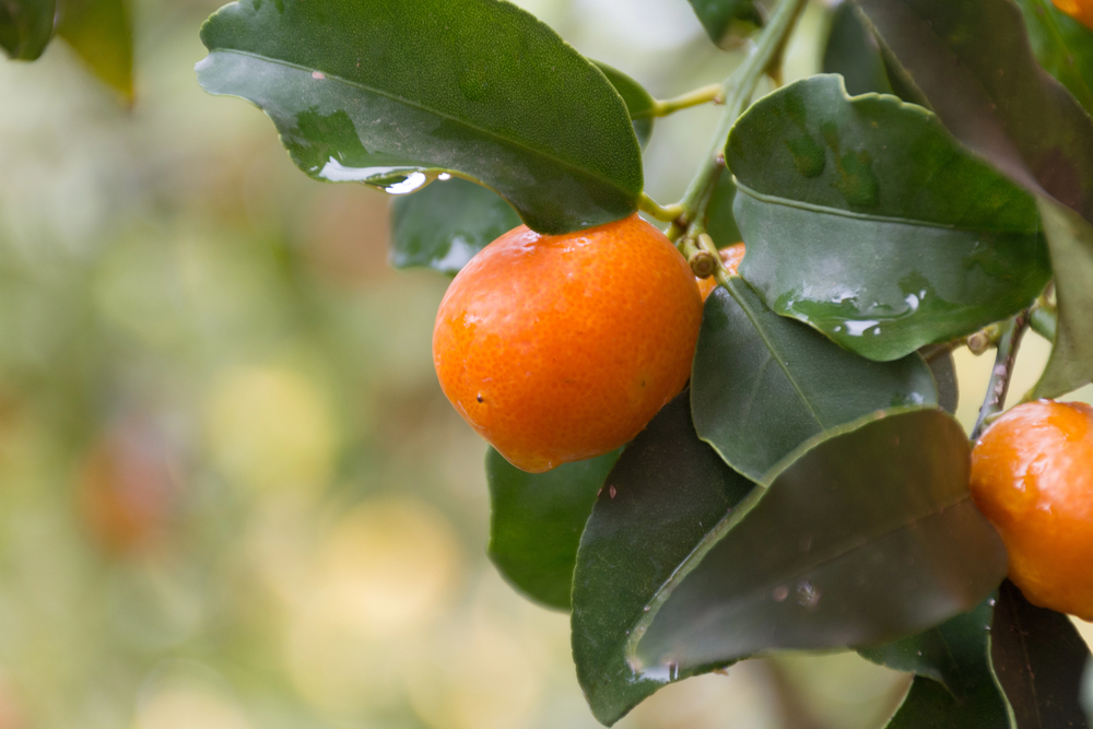 kumquat